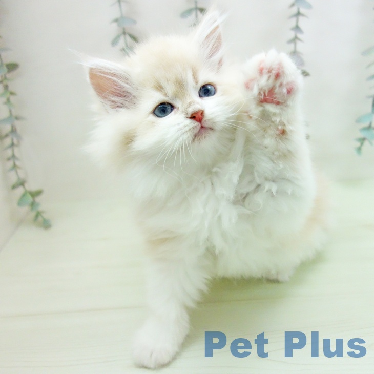 サイベリアンの写真2