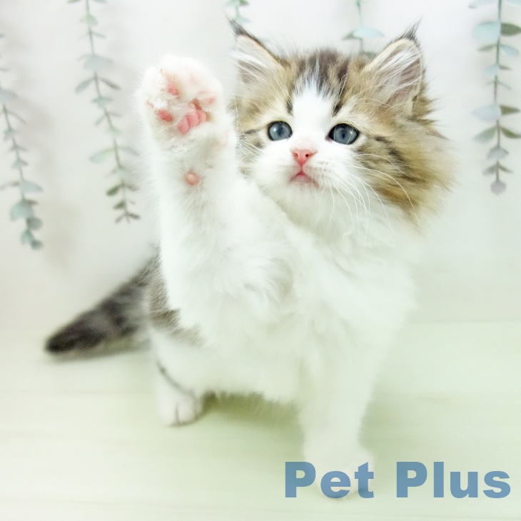 サイベリアンの写真2