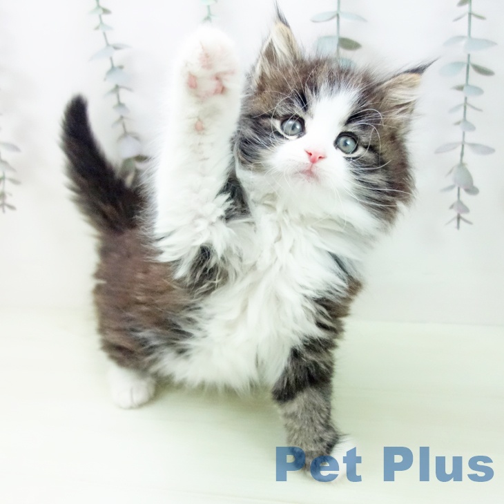 ノルウェージャンフォレストキャットの写真2