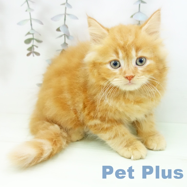 スコティッシュフォールド