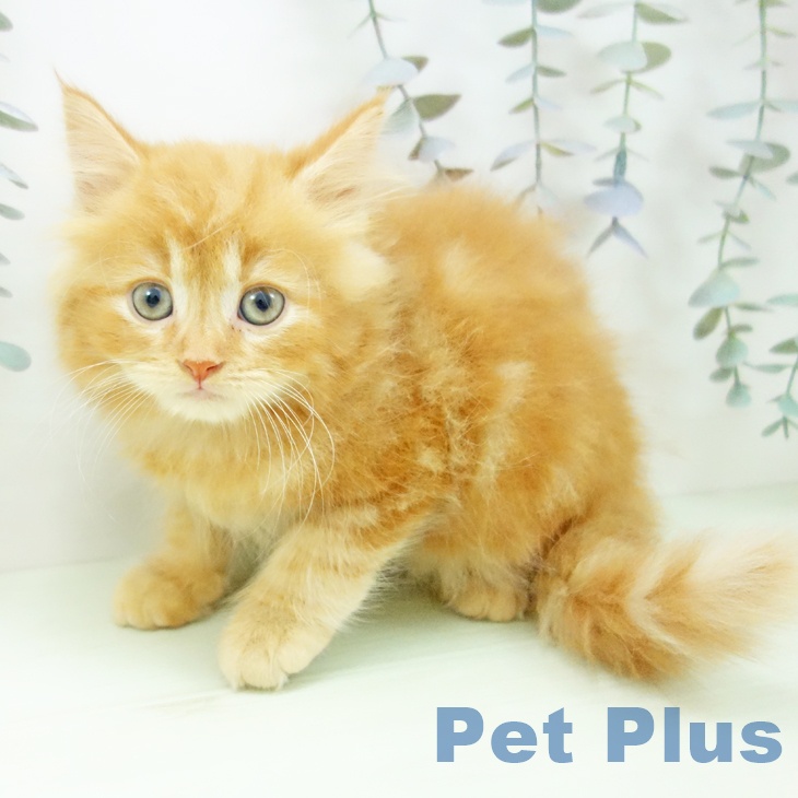 スコティッシュフォールドの写真2