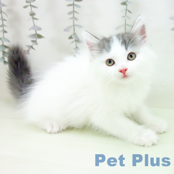 ノルウェージャンフォレストキャットの写真2