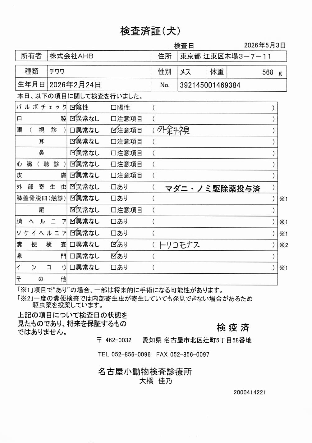 チワワ