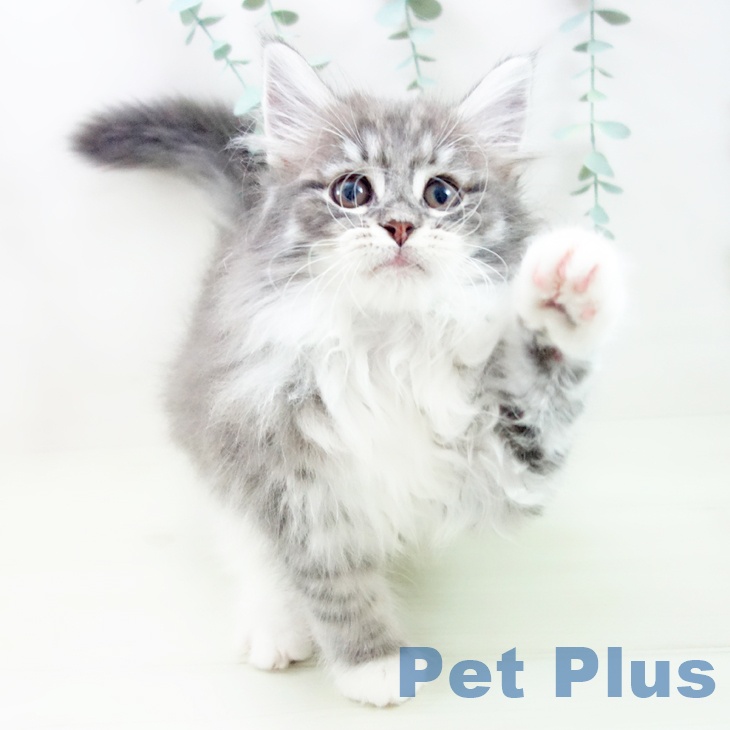 ノルウェージャンフォレストキャットの写真2