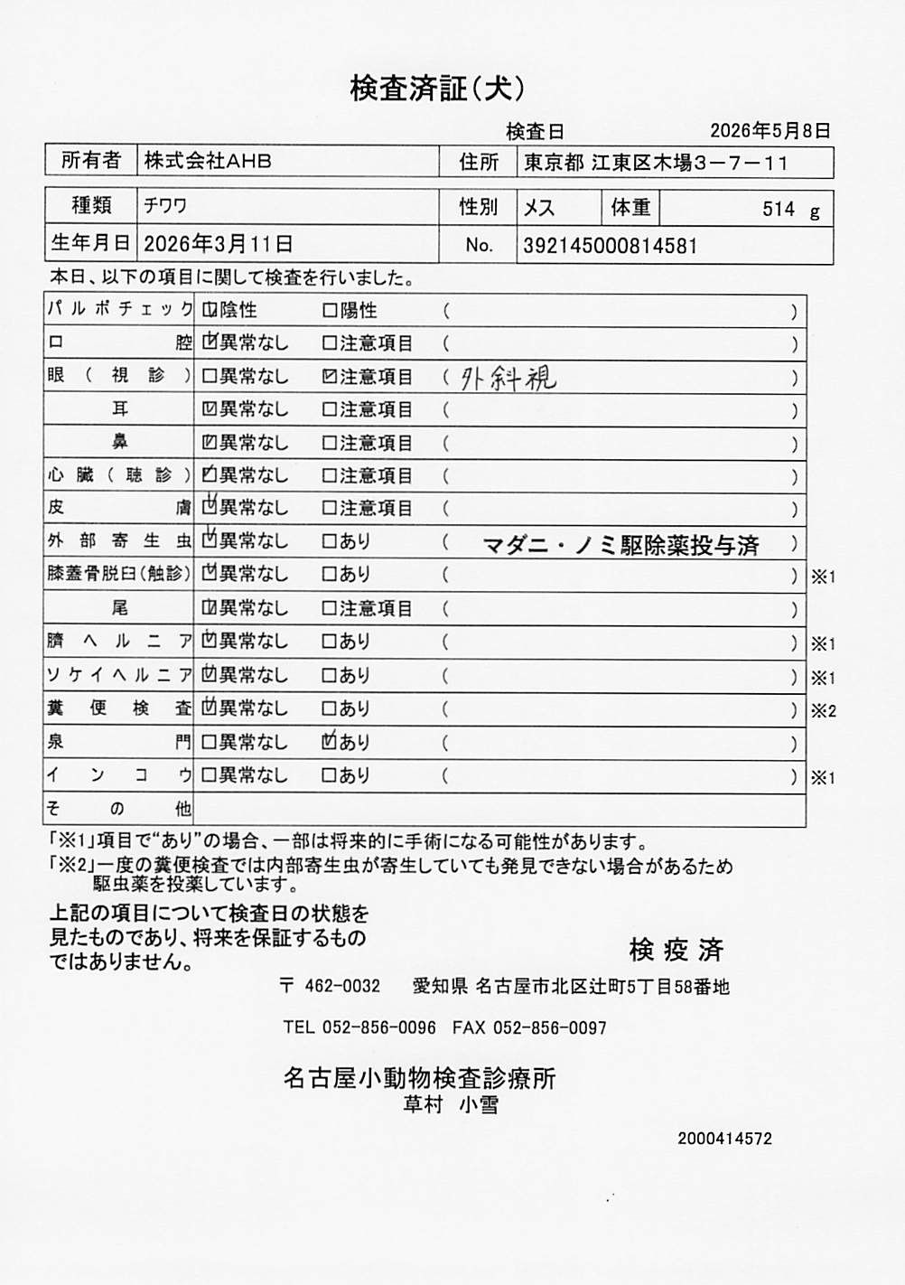 チワワ