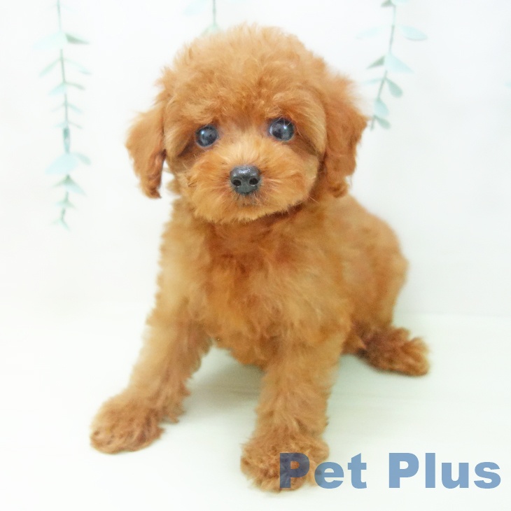 トイ・プードルの写真2