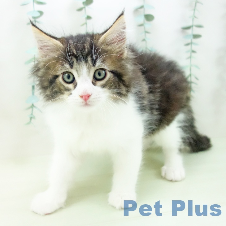 メインクーン