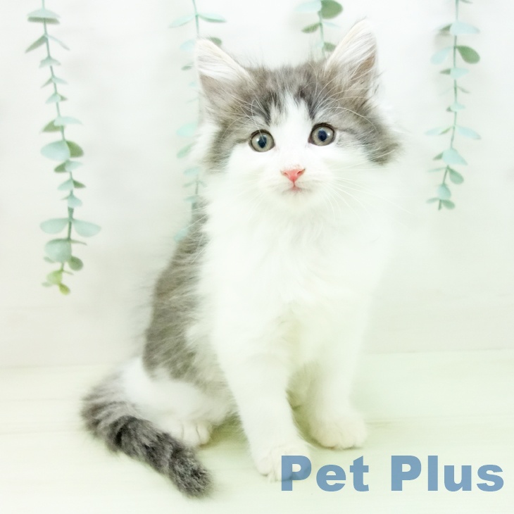 ノルウェージャンフォレストキャットの写真2