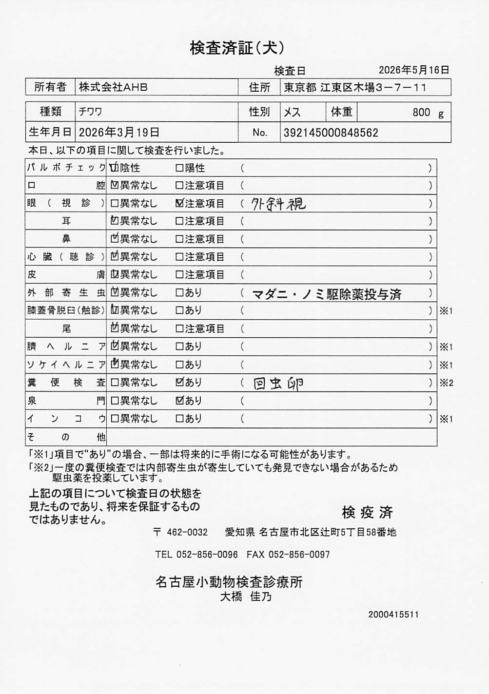 チワワ