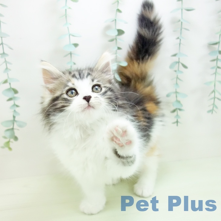 ノルウェージャンフォレストキャットの写真2