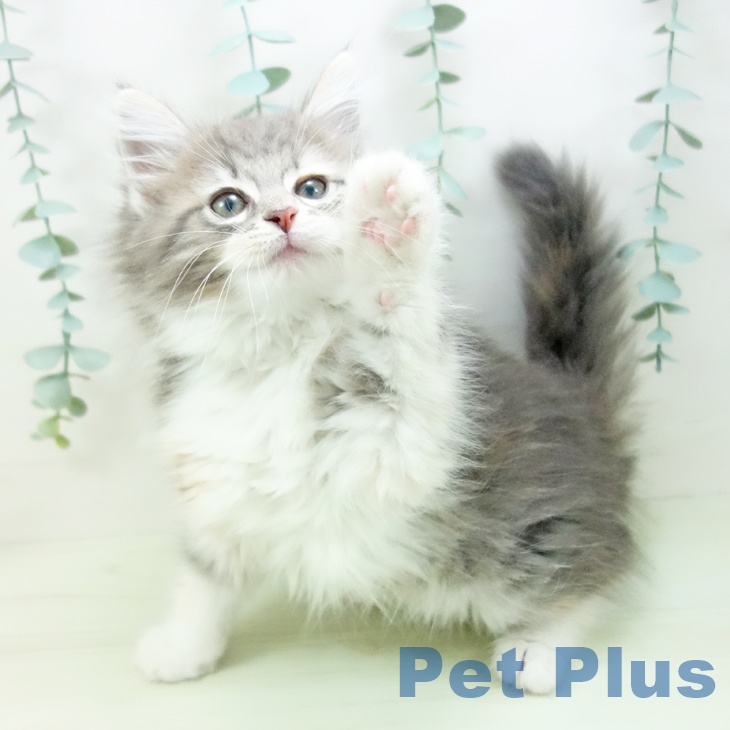 ノルウェージャンフォレストキャットの写真2