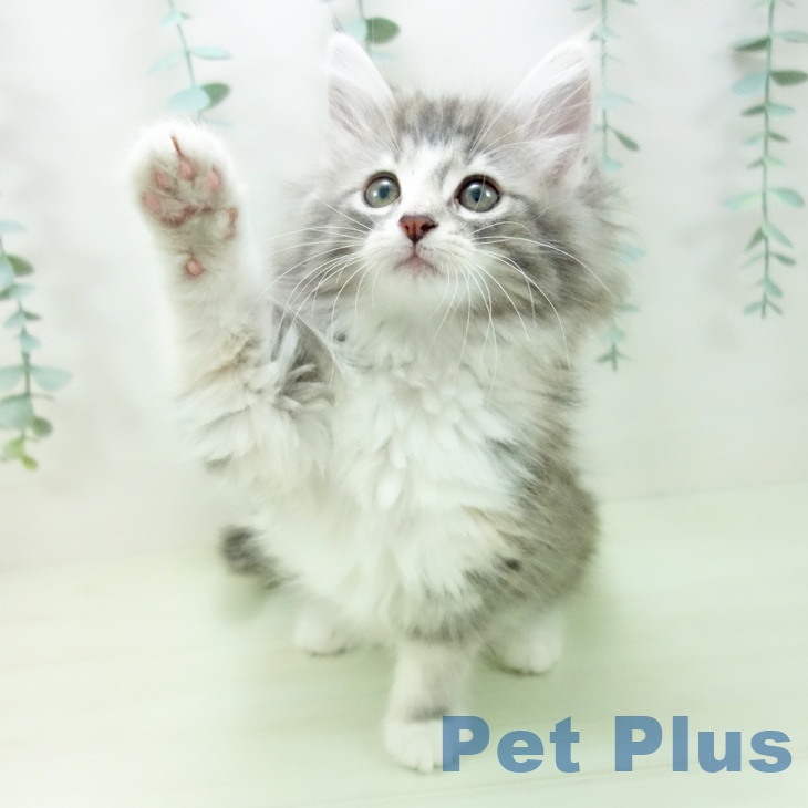 ノルウェージャンフォレストキャットの写真2