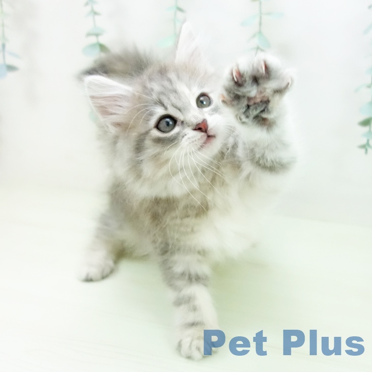 ノルウェージャンフォレストキャットの写真2