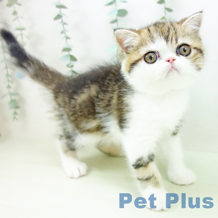 エキゾチックの写真2