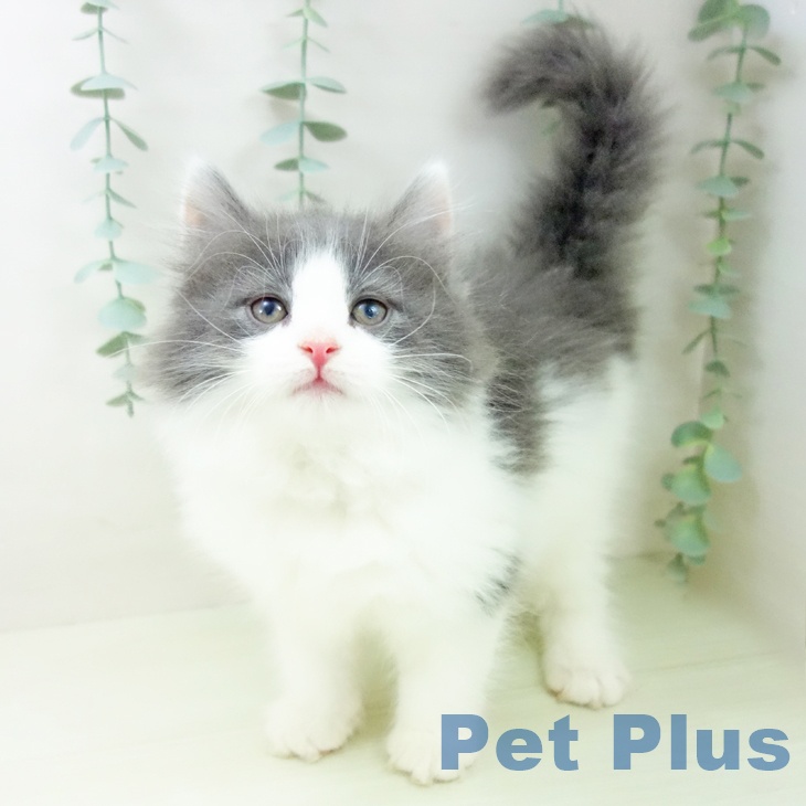 ノルウェージャンフォレストキャットの写真2