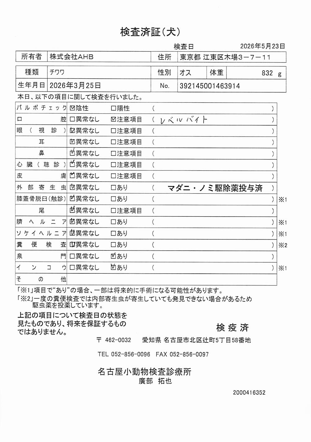 チワワ