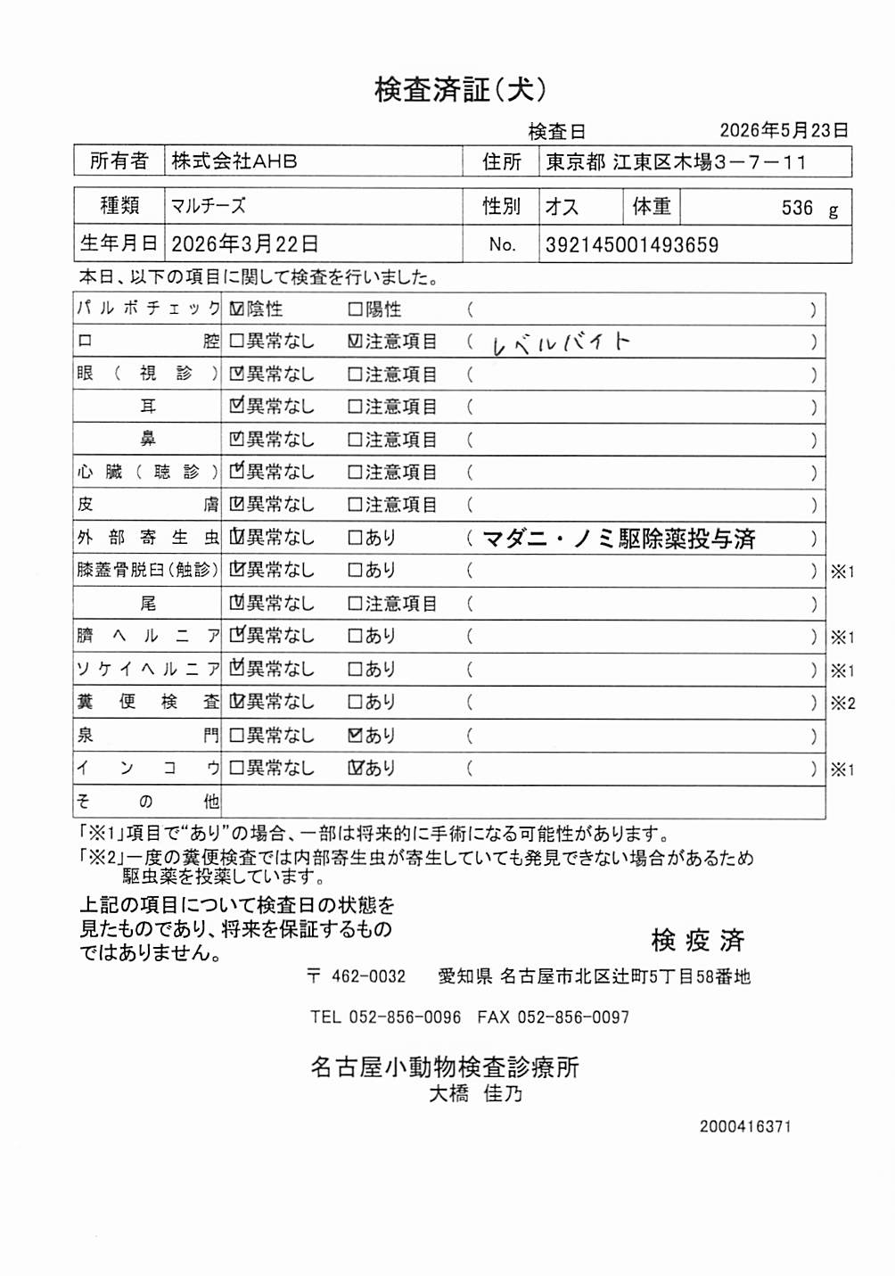 マルチーズ