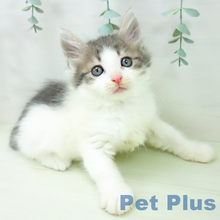 ノルウェージャンフォレストキャットの写真2