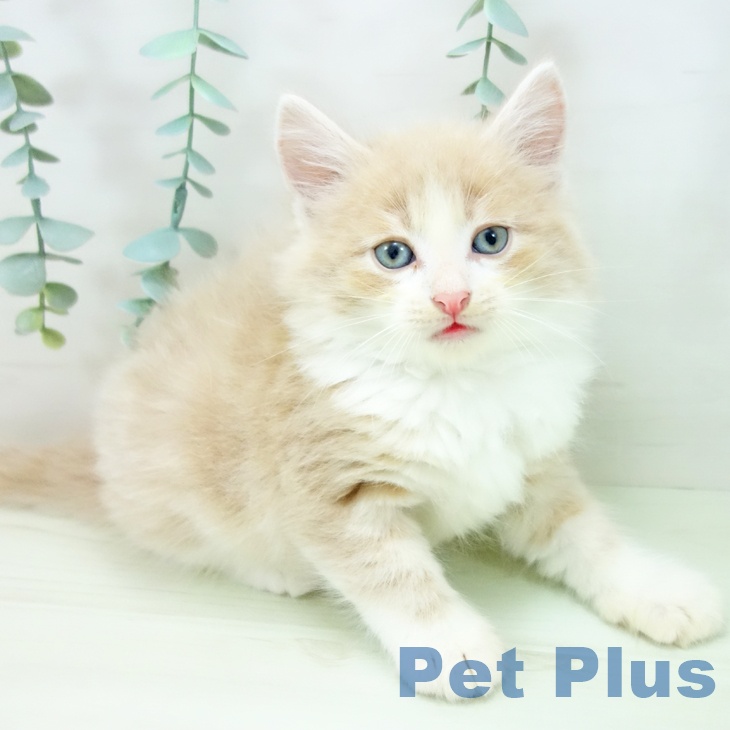 ノルウェージャンフォレストキャットの写真2