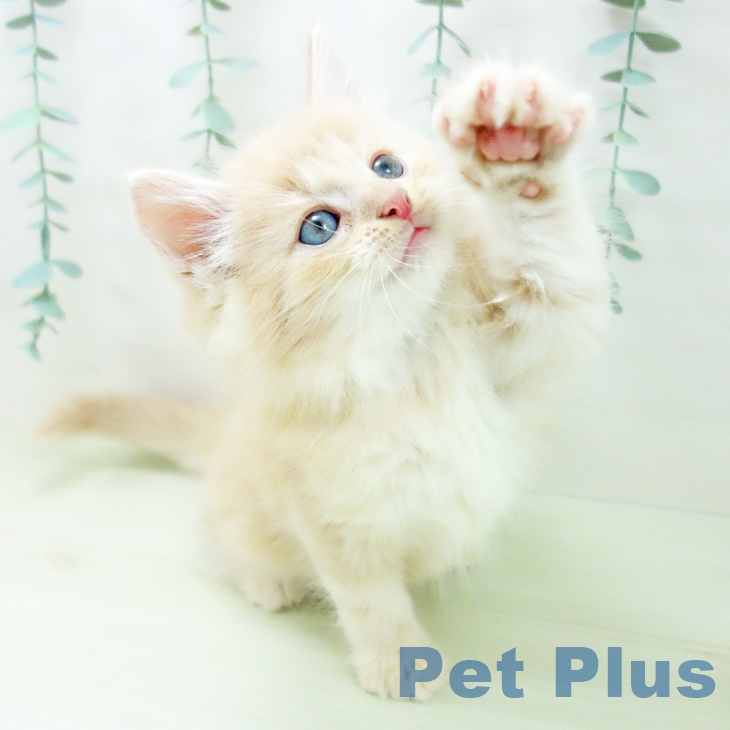 ノルウェージャンフォレストキャットの写真2