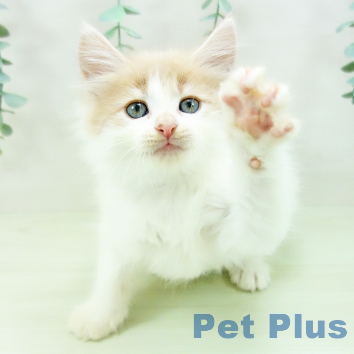 ノルウェージャンフォレストキャットの写真2