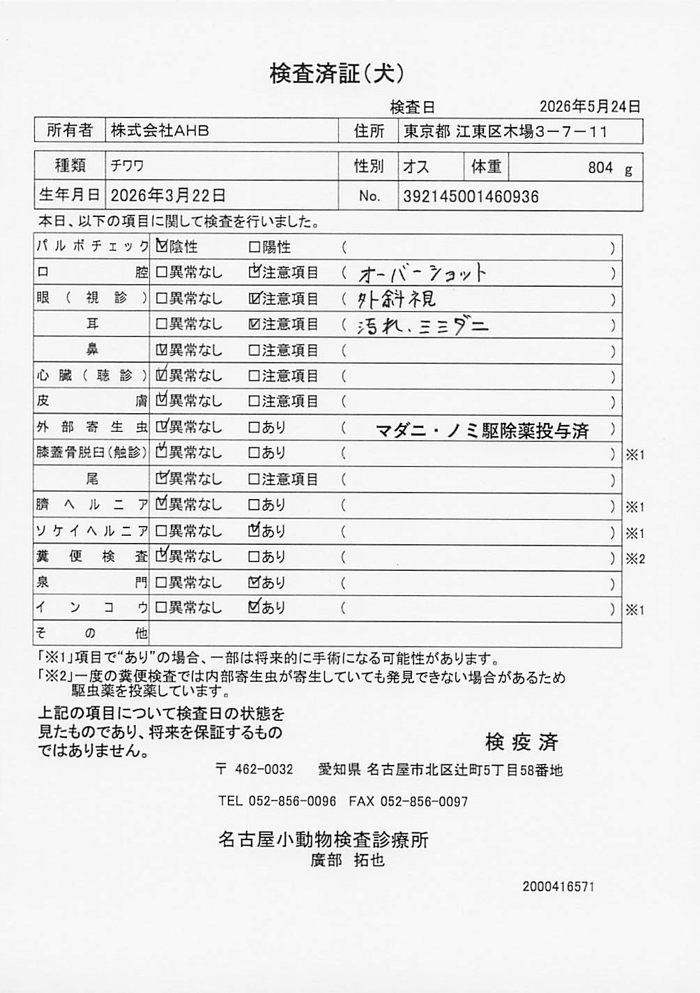 チワワ