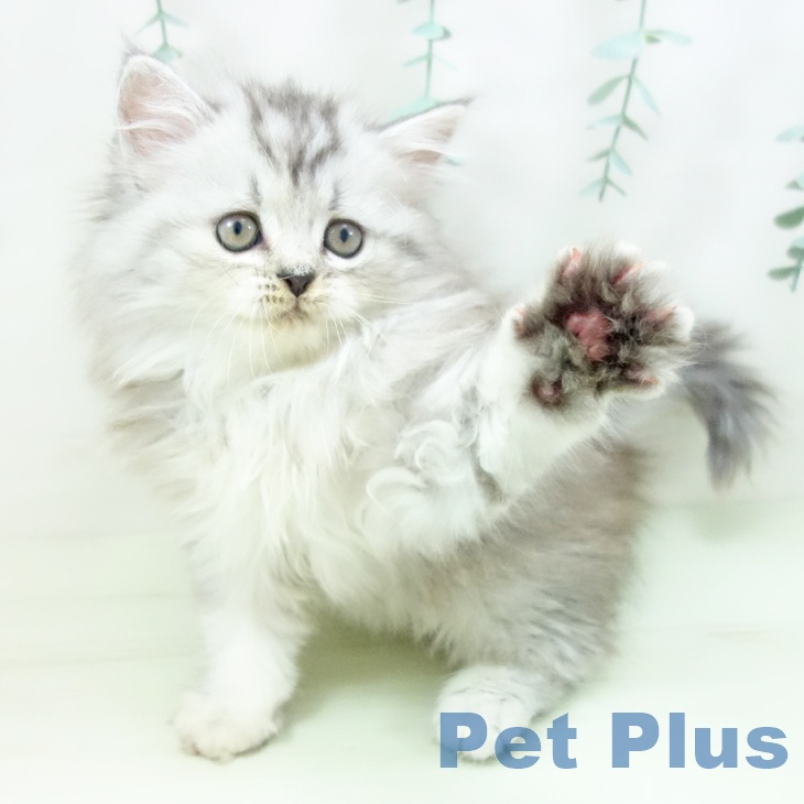 ペルシャの写真2