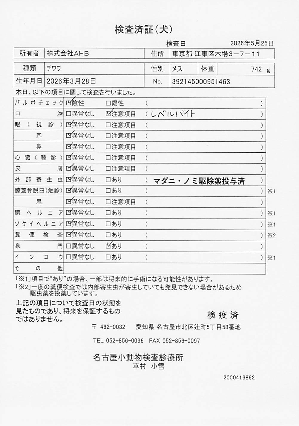 チワワ