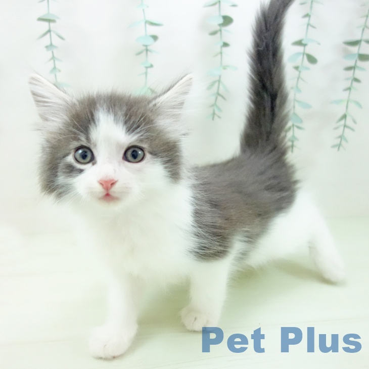 ノルウェージャンフォレストキャットの写真2