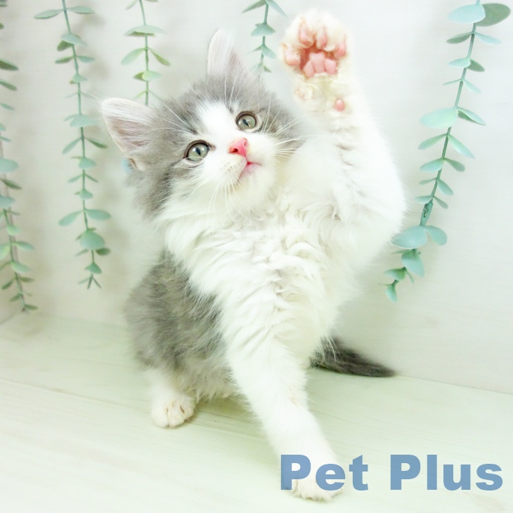 ノルウェージャンフォレストキャットの写真2