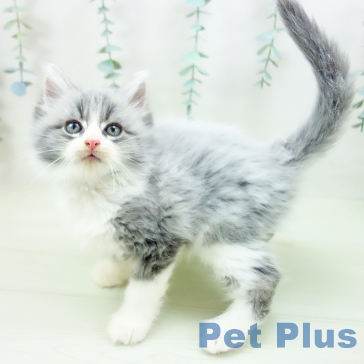 ノルウェージャンフォレストキャット