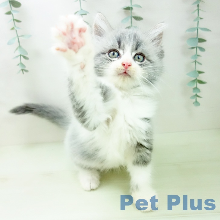 ノルウェージャンフォレストキャットの写真2