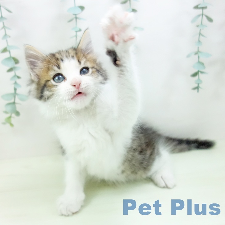 ノルウェージャンフォレストキャットの写真2