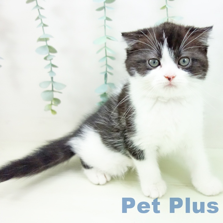 スコティッシュフォールド
