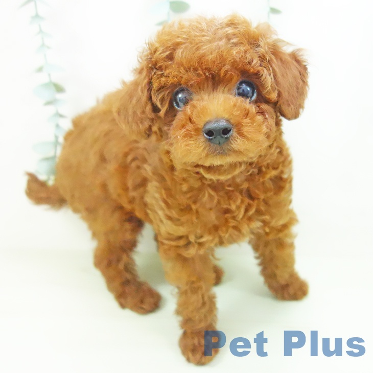 トイ・プードル