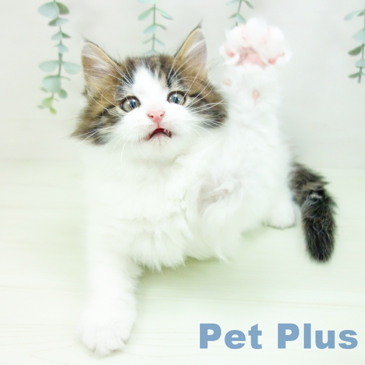 ノルウェージャンフォレストキャットの写真2