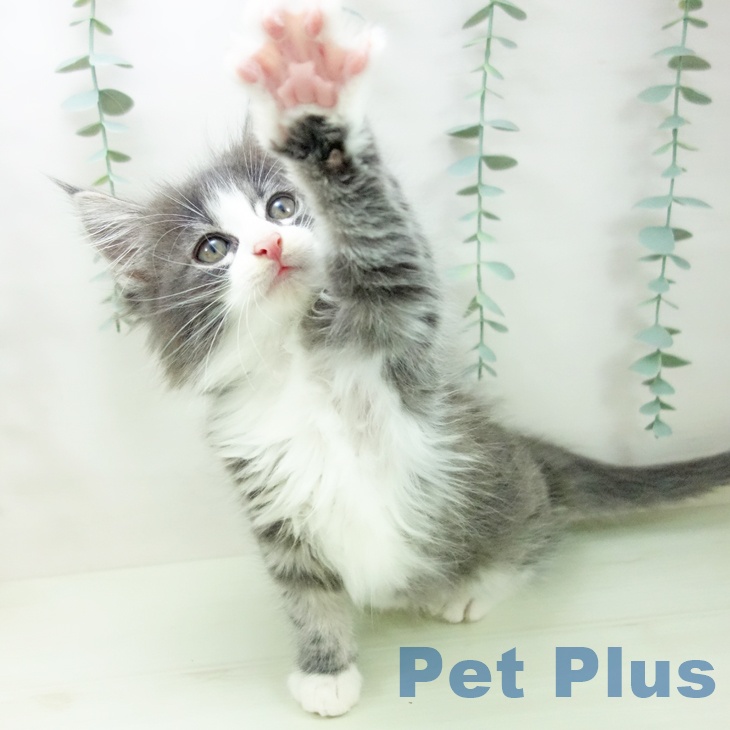 ノルウェージャンフォレストキャットの写真2