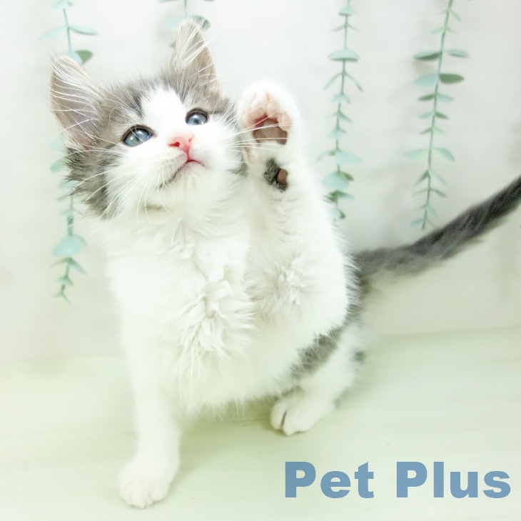 ノルウェージャンフォレストキャットの写真2
