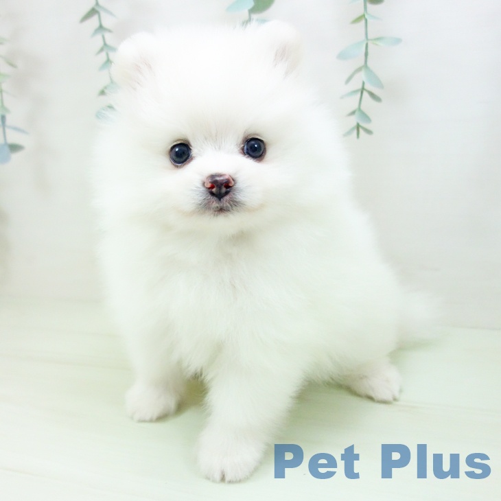 ポメラニアン