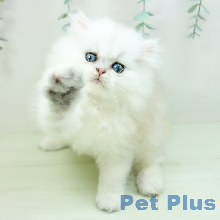 ペルシャの写真2
