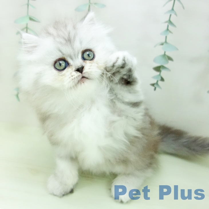 ペルシャの写真2