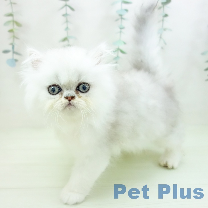 ペルシャの写真2