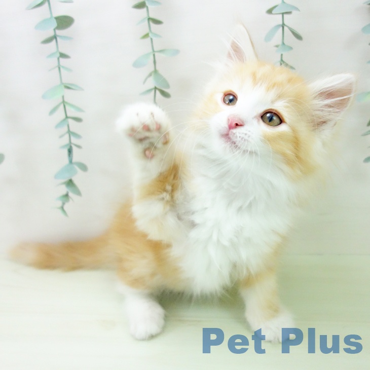 ノルウェージャンフォレストキャットの写真2