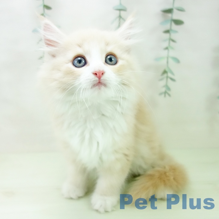 ノルウェージャンフォレストキャットの写真2