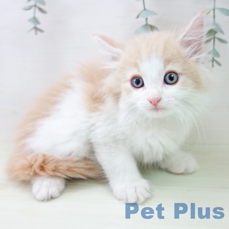 ノルウェージャンフォレストキャットの写真2