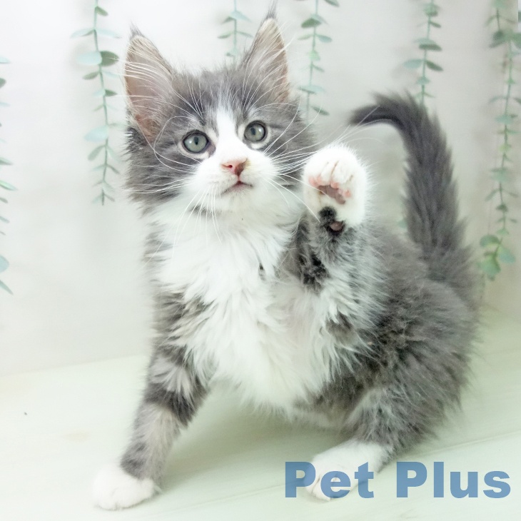 ノルウェージャンフォレストキャットの写真2