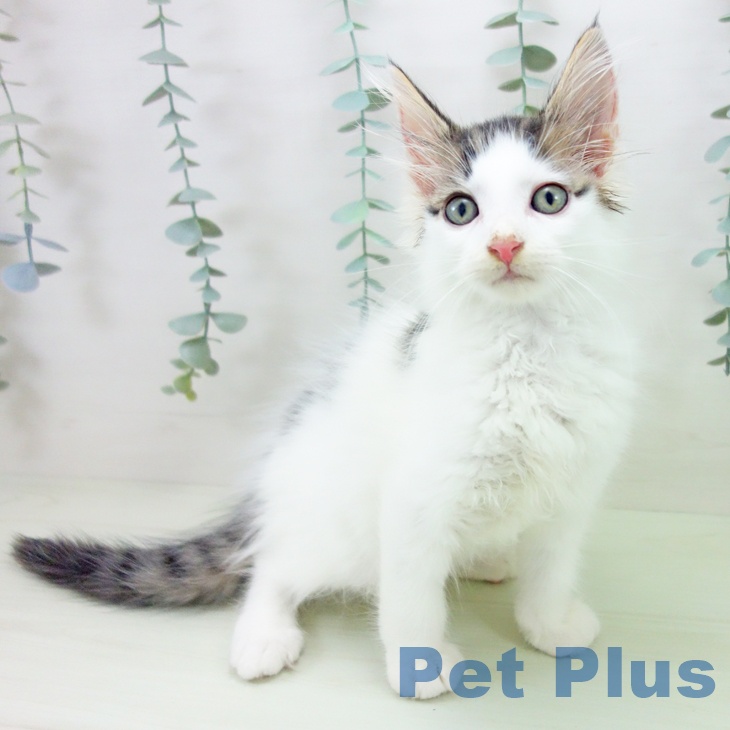 ノルウェージャンフォレストキャットの写真2