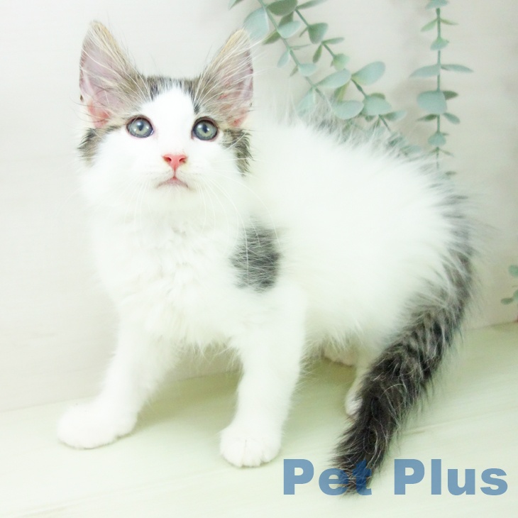 ノルウェージャンフォレストキャット