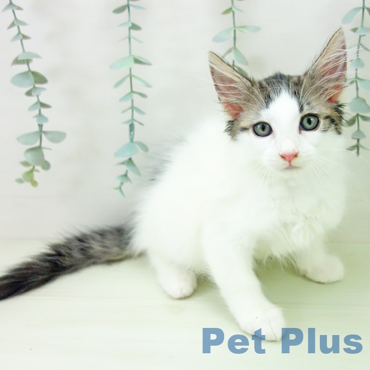 ノルウェージャンフォレストキャットの写真2