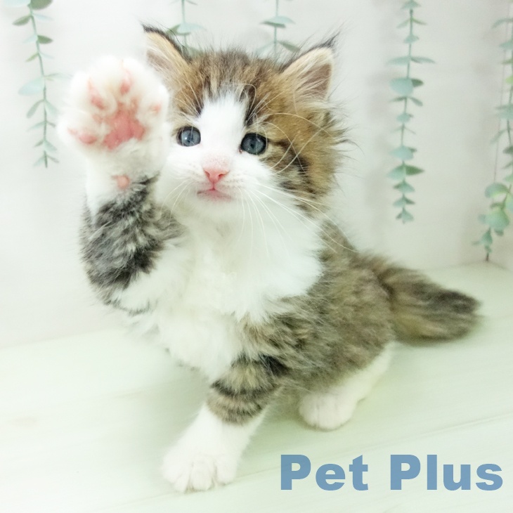 ノルウェージャンフォレストキャットの写真2